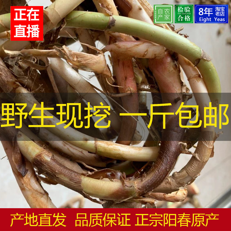 正宗现挖阳南药春砂仁根头1斤包邮新鲜生沙仁茎野生藤条根煲汤料