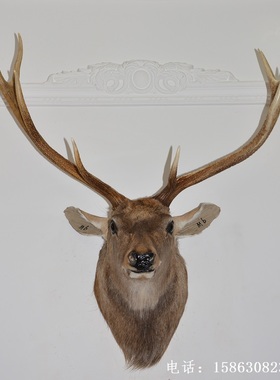 标本酒吧北欧风格生财有鹿壁饰