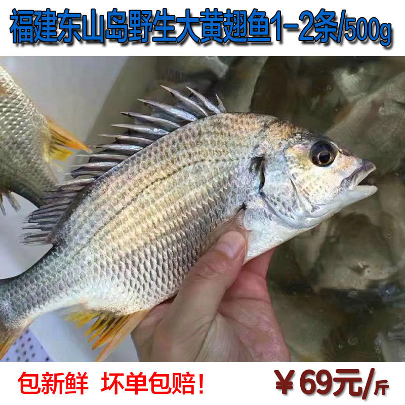 福建东山岛海鲜特产大黄翅鱼 野生黄鳍鲷 海鱼1斤2-3条装黄脚立鱼