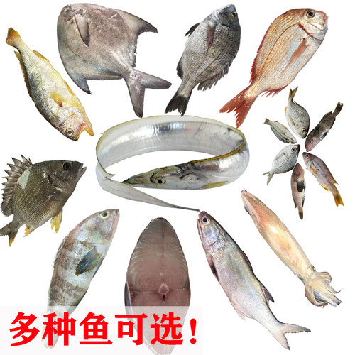 真鲷鱼质量怎么样 真鲷鱼口碑怎么样 小麦优选