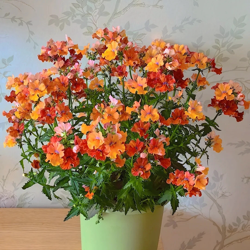 龙面花 蓝白航空热浪 爆花机器耐寒花园庭院阳台一二年生芳香植物