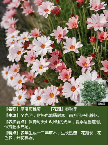 摩洛哥雏菊 杏子果酱 贝拉  进口品种 阳台 多年生易养 12cm盆栽