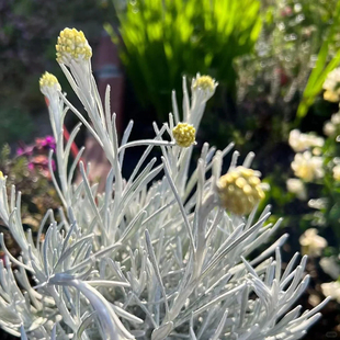 冰锥蜡菊 银叶菊 银灰色调 花园庭院阳台观叶植物 好养易活  耐寒