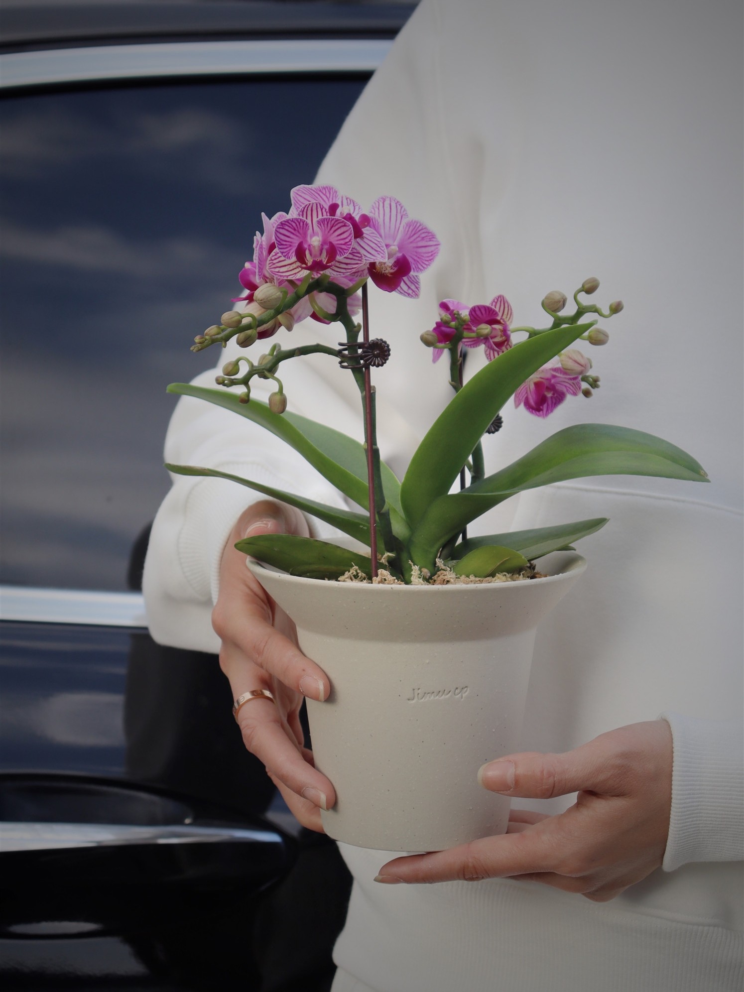 苏太植物 小美人迷你蝴蝶兰  新春送人好礼年宵花盆栽 栽好发货,鲜花速递/花卉仿真/绿植园艺,国兰/杂交兰/洋兰类,淘宝优惠券,粉丝福利购,淘宝优惠卷