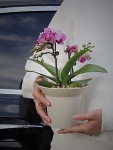 栽好发货 新春送人好礼年宵花盆栽 苏太植物 小美人迷你蝴蝶兰