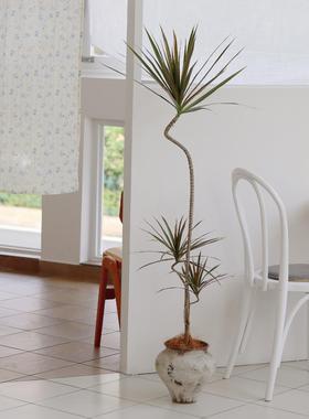 七彩铁千年木盆栽 室内客厅办公区大型落地植物 耐旱除甲醛绿植