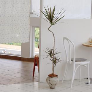 七彩铁千年木盆栽 室内客厅办公区大型落地植物 耐旱除甲醛绿植