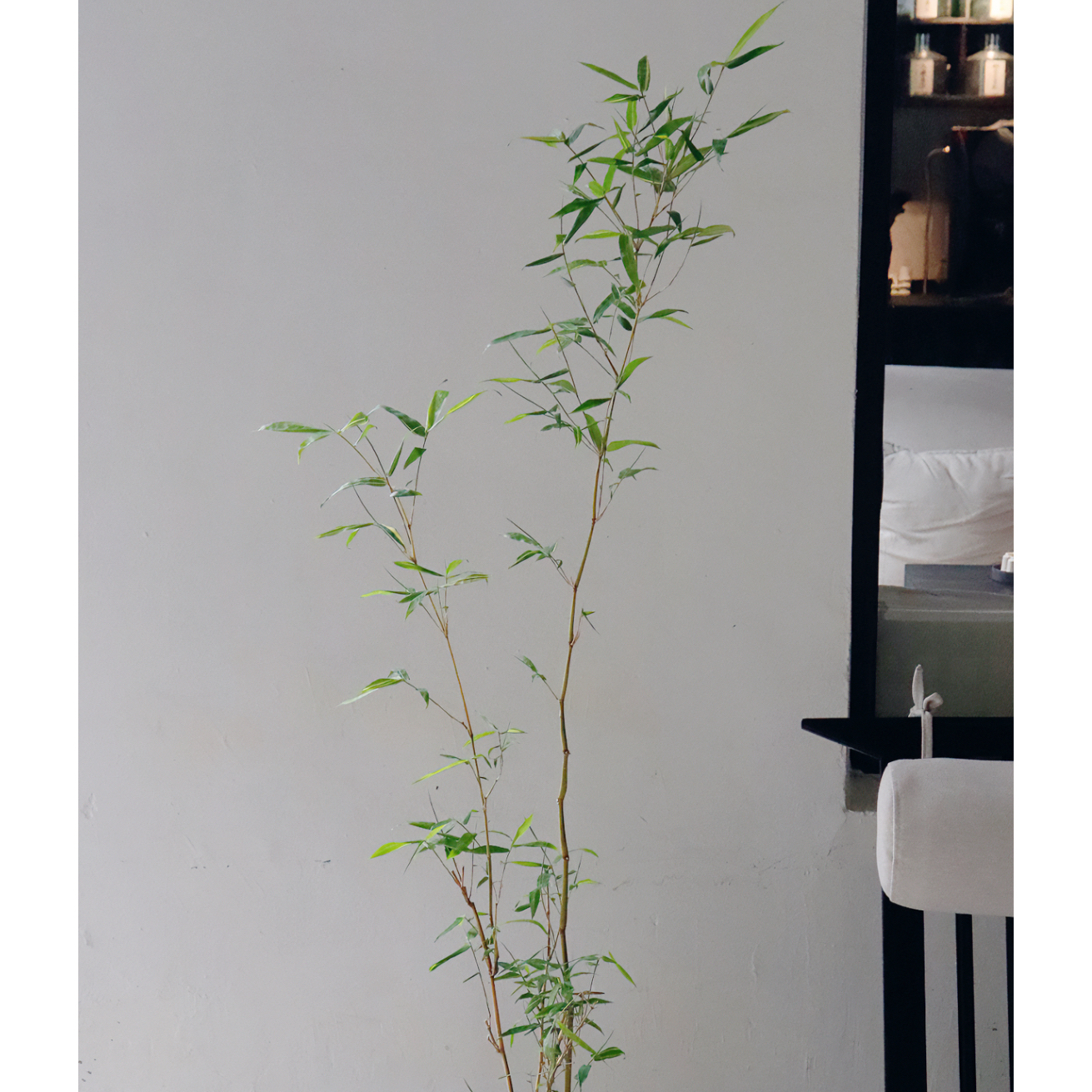 金丝佛肚竹书房茶室加湿吸甲醛