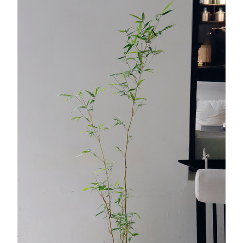 金丝佛肚竹书房茶室加湿吸甲醛