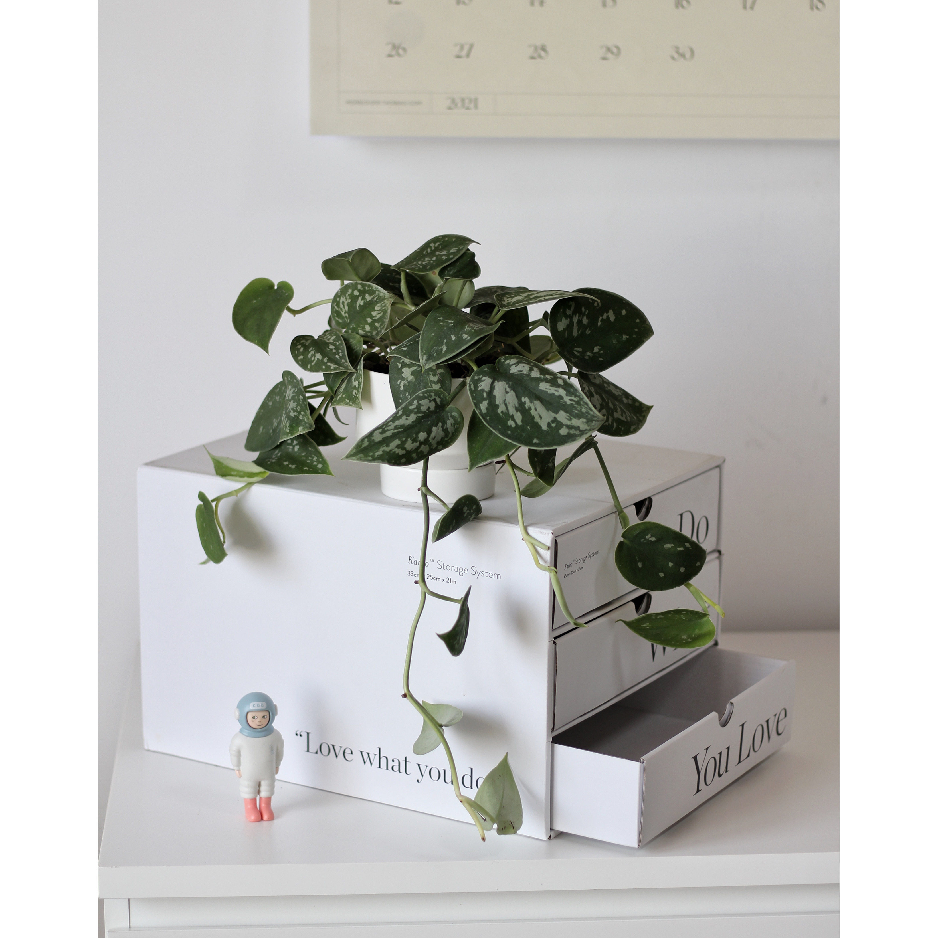 苏太植物  | 小叶银斑葛 网红垂吊绿植 窗台净化空气观叶植物