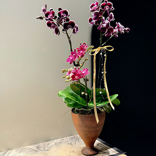 苏太植物 拉丁群舞高级蝴蝶兰组合 带香味2026年宵花新家开花盆栽