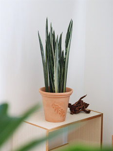 苏太植物| 银玉剑叶虎皮兰 耐阴耐旱好养绿植 净化空气卧室植物