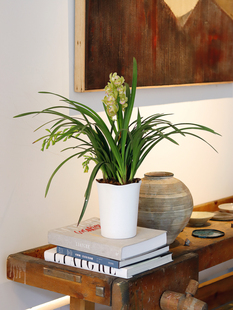 苏太植物 日本香兰 清香型大花惠兰 冬季耐寒桌面年宵花花卉盆栽