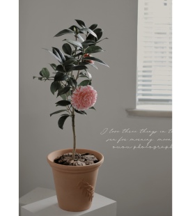 苏太植物 | 山茶花粉色茶花 冬季耐寒喜阳盆栽 阳台开花植物