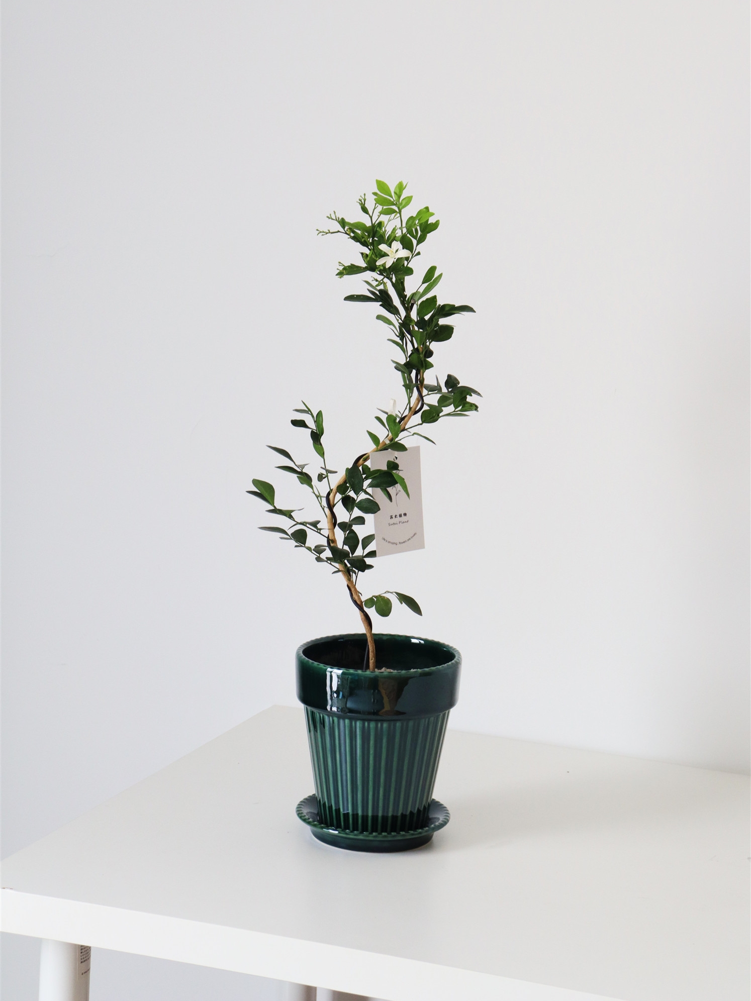 七里香客厅书房净化空气