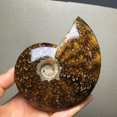 天然海螺海洋古生物化石玉化螺