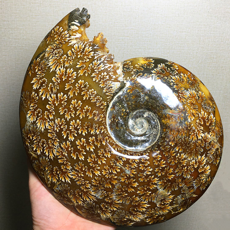 天然海螺古生物化石菊花羊角螺