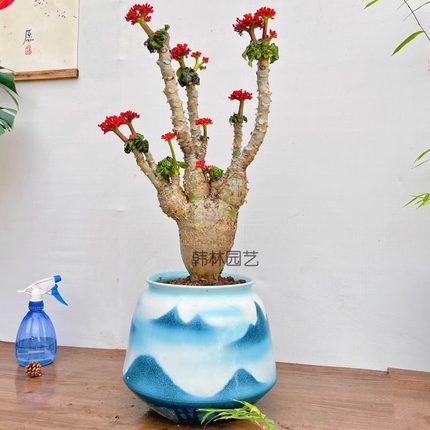 佛肚海棠树盆栽老桩块根植物室内外花卉耐热耐旱四季勤花观叶绿植