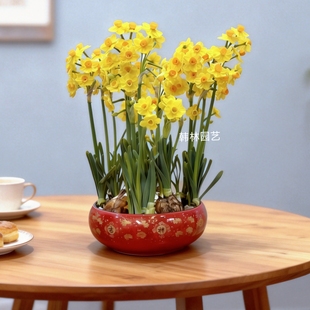 【金水仙带盆套装】黄色水仙花种球含陶瓷盆套装冬季好养花卉植物