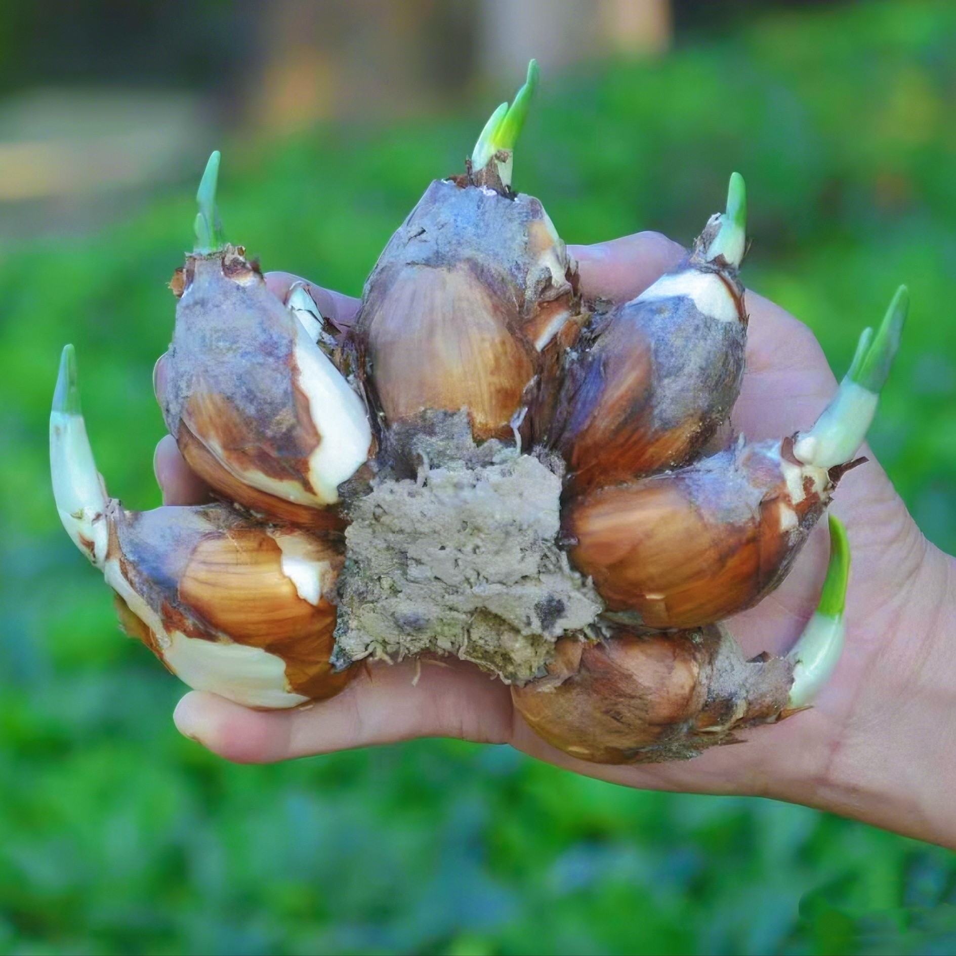 霸王水仙单瓣稀有大种球多芽多花