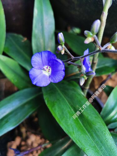垂花蓝姜蓝花竹鸭跖草科蓝姜属草本花卉Dichorisandra pendula