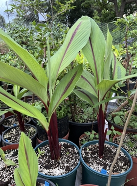 红柄郁金Curcuma rubropetiolata姜科姜黄属观花观叶草本植物