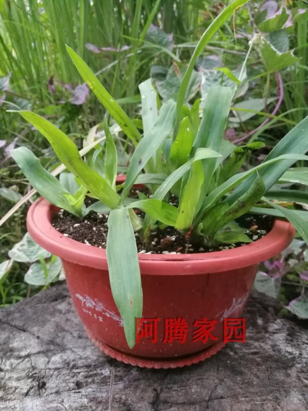 鸭跖草科观叶植物阔叶水竹草宽叶水竹叶猫爪草药用观赏绿植