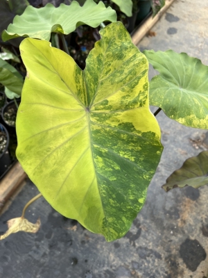 瓦里皮罗芋Colocasia天南星科芋属多年生观叶植物芋头锦叶绿植