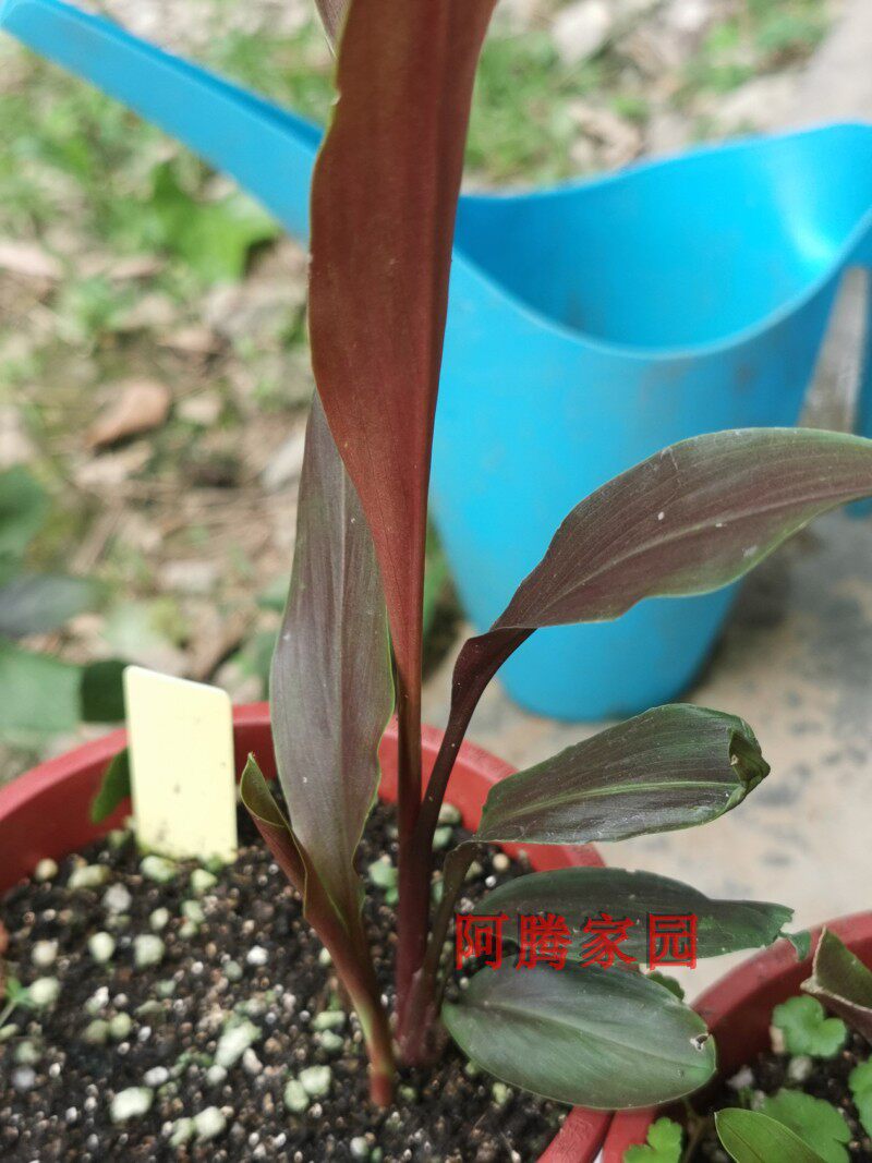 竹叶三七,姜三七(第5页)_大山谷图库
