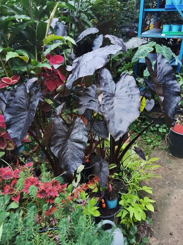黑钻石芋Colocasia Diamond Head天南星科芋属黑叶芋非海芋