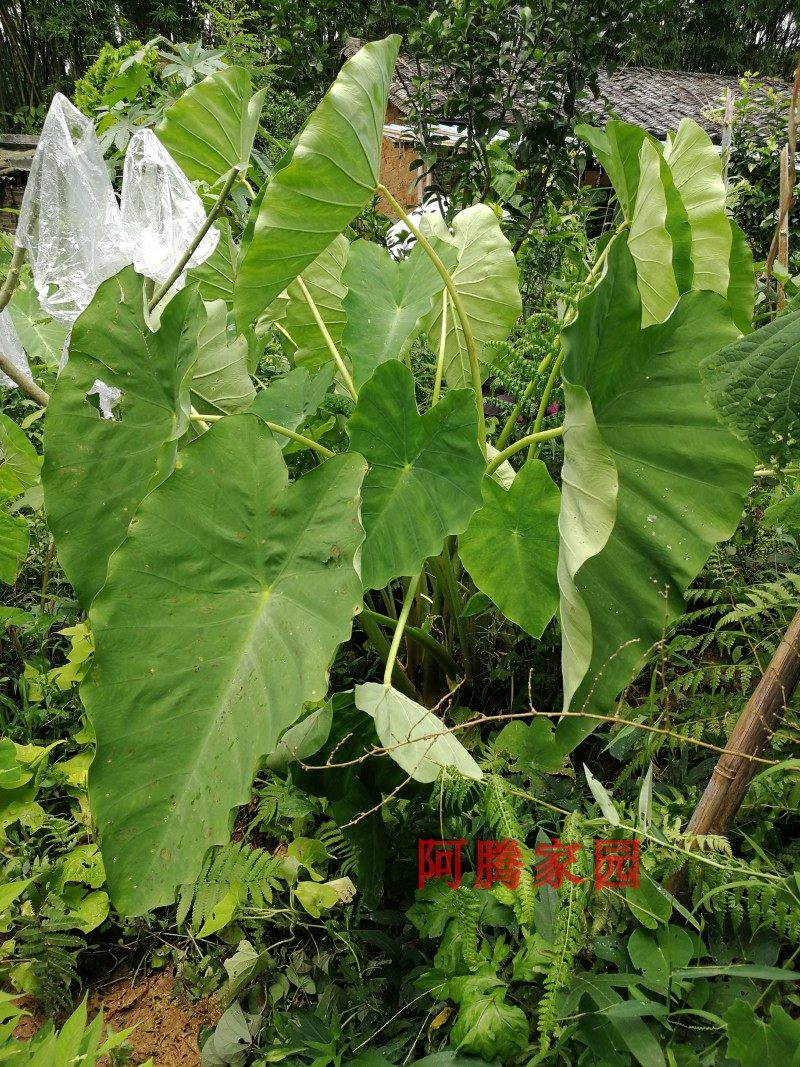 狗爪芋九头芋狗蹄芋红芽芋丛生观叶绿植食用观赏芋头