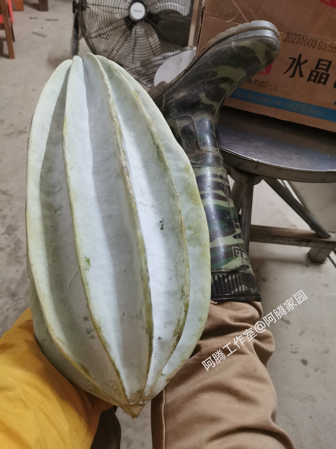 观果植物非洲杨桃南瓜西非牡蛎瓜Telfairia occidentalis藤本绿植