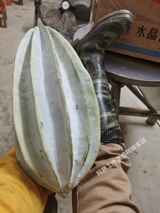 观果植物非洲杨桃南瓜西非牡蛎瓜Telfairia occidentalis藤本绿植