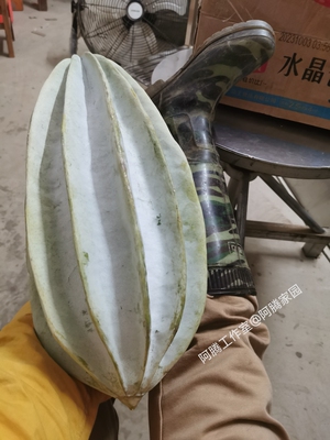 观果植物非洲杨桃南瓜西非牡蛎瓜Telfairia occidentalis藤本绿植