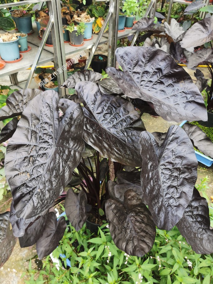 黑色波浪海芋Colocasia Black Ripple黑波纹黑涟漪天南星科芋属