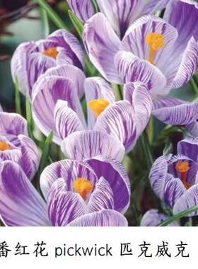 番红花种球匹克威克pickwick花卉记录crocus vernus