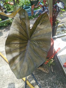 科纳咖啡芋Colocasia Kona Coffee科拿咖啡海芋天南星科芋属