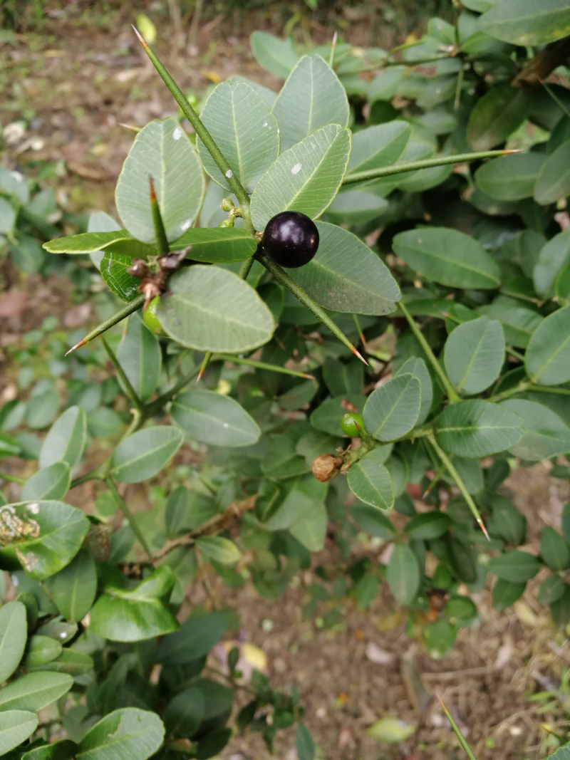 东风酒饼盆栽观果绿植盆景素材