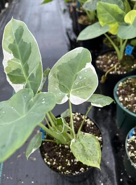 白锦象耳芋白锦大野芋白色安达曼Leucocasia Gigantea WhiteColor