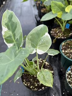 白锦象耳芋白锦大野芋白色安达曼Leucocasia Gigantea WhiteColor