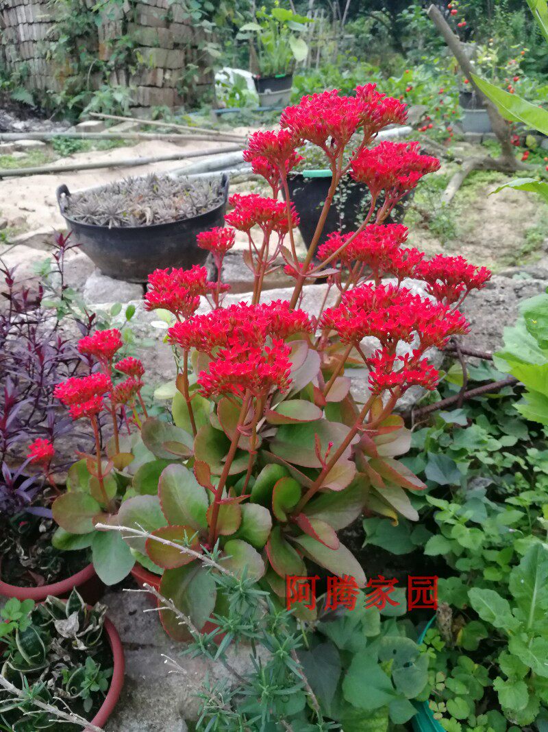 单瓣红花长寿花盆栽地栽春夏开花多肉草本花卉