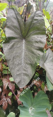 黑箭芋Colocasia Black Arrow S. T. Pang黑叶芋天南星科芋属