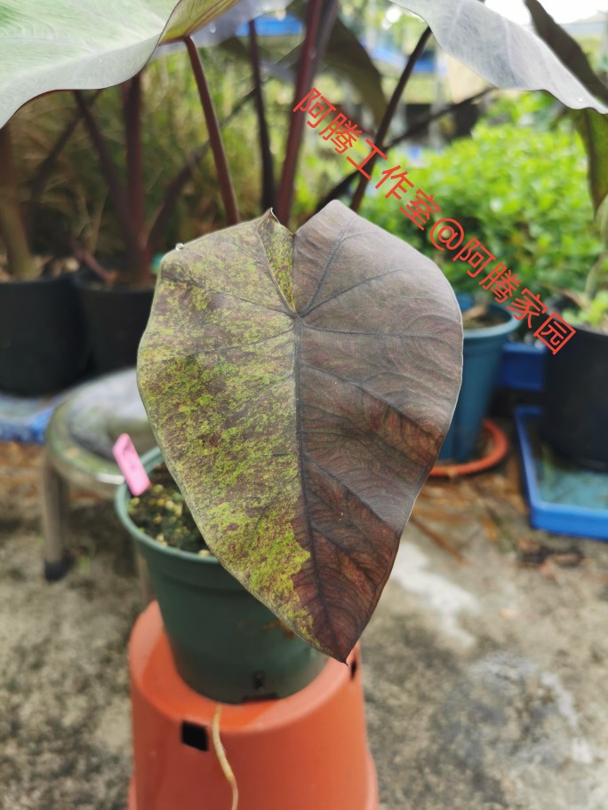 大理石斑永夜海芋锦化黑叶芋天南星科芋属Colocasia black galaxy