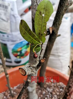 暗罗番荔枝科暗罗属灌木观花观果植物盆栽盆景绿植花期长