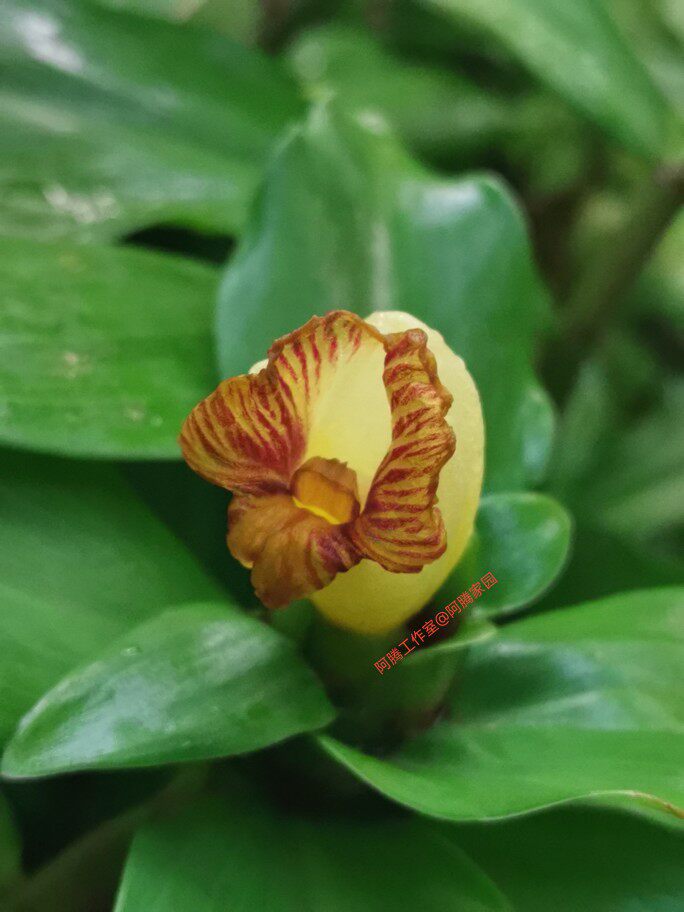 纹瓣闭鞘姜Costus pictus姜科闭鞘姜属球茎花卉绿植观花观叶植物