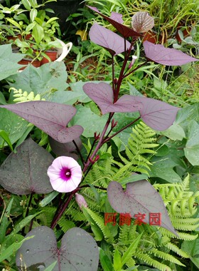 紫叶番薯苗紫色食叶番薯 食叶红薯叶用番薯食叶地瓜高花青素蔬菜