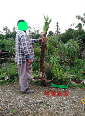 千手观音滴水莲海芋花水培佛手