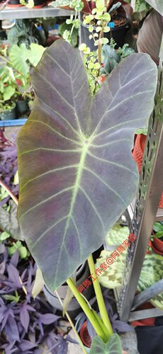 棕色将军芋天南星科黑叶芋Colocasia Brown General S. T. Pang