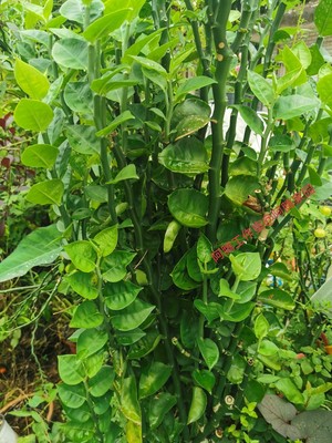 大叶红雀掌拖鞋花蜈蚣草百足草扭曲草青竹标大戟科观叶观花绿植