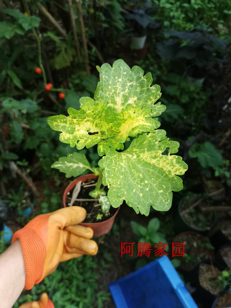 彩叶草彩叶苏彩叶紫苏五彩苏观叶盆栽彩叶植物地栽花坛花境绿植